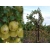 Agrest na pniu Ribes uva- crispa 'Hinnomaki Green' zielony