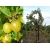 Agrest na pniu Ribes uva- crispa 'Niesłuchowski'' zielony