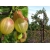 Agrest na pniu Ribes uva- crispa 'Triumf' zielony