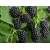 Jeżyna bezkolcowa Rubus fruticosus 'Black Satin'