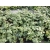 Jeżyna bezkolcowa Rubus fruticosa 'Navaho'