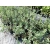 Jagoda kamczacka Lonicera caerulea var. kamtschatica 'Duet'