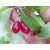 Dereń jadalny szczepiony Cornus mas 'Macrocarpa'
