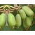 Kiwi jadalne Actinidia 'Ananasya Żeńska'