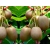 Kiwi jadalne Actinidia 'Geneva Żeńska'
