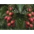 Kiwi jadalne Actinidia 'Ken's Red Żeńska'