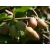 Kiwi jadalne Actinidia 'Purpurna Sadowa Męska'