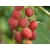 Malina Rubus ideaus L. 'Tule'