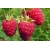 Malina Rubus ideaus L. 'Wilamette'