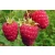 Malina Rubus ideaus L. 'Wilamette'
