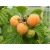 Malina żołta Rubus ideaus L. 'Golden Queen'