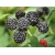 Malina czarna Rubus ideaus L. 'Black Jewel'