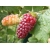 Malinojeżyna Rubus fruticosus x idaeus 'Tryberry'
