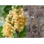 Porzeczka na pniu biała Ribes niveum 'Weise'