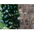 Porzeczka na pniu czarna Ribes nigrum 'Ojebyn'