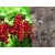 Porzeczka na pniu czerwona Ribes rubrum 'Rondom'