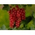Porzeczka na pniu czerwona Ribes rubrum 'Jonkhers'