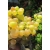 Winorośl, winogron Vitis "Interlaken"