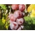 Winorośl, winogron Vitis "Swenson Red"