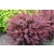 Berberys 'Berberis' Czerwony