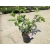 Hortensja bukietowa Hydrangea panikulata 