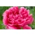 Piwonia Paeonia "Różowa "