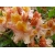 Różanecznik, Rhododendron "Pomarańczowy"