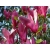 Magnolia "Susan"