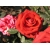 Róża rabatowa Rosa multiflora "Czerwona Mini"