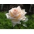 Róża rabatowa Rosa multiflora "Ecri"