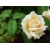 Róża rabatowa Rosa multiflora "Kremowa"