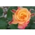 Róża rabatowa Rosa "Pomarańczowa"