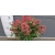 Skimmia Japonica