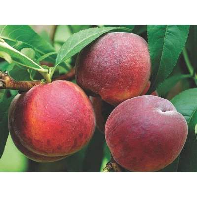 Brzoskwinia karłowa Prunus persica 'Harrow Beauty'