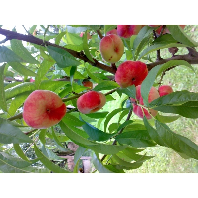 Brzoskwinia karłowa  Prunus persica 'Saturn'