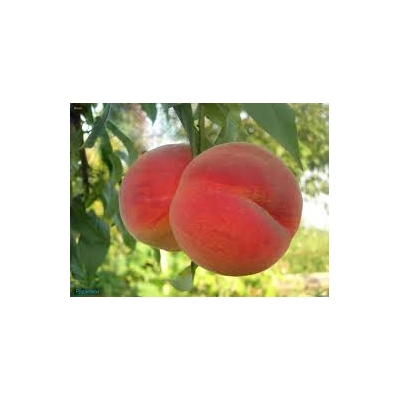 Brzoskwinia karłowa Prunus persica 'Iskra'