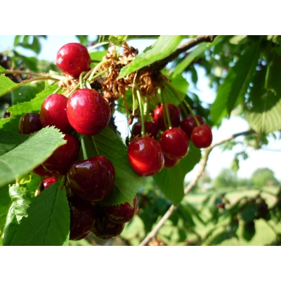 Czereśnia karłowa Prunus avium 'Burlat'