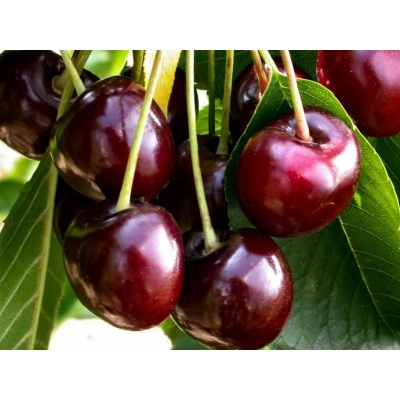Czereśnia karłowa Prunus avium 'Buttnera'