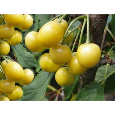 Czereśnia karłowa Prunus avium 'Biała Donis'