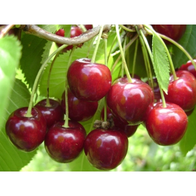 Czereśnia karłowa Prunus avium 'Hedelfińska'