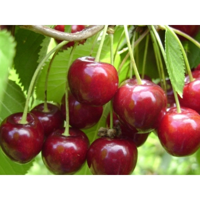 Czereśnia karłowa Prunus avium 'Karesowa'