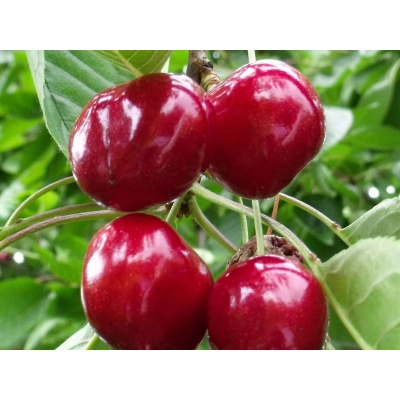 Czereśnia karłowa Prunus avium 'Karina'