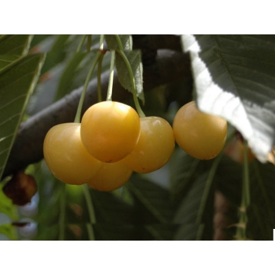 Czereśnia karłowa Prunus avium 'Drogana Żółta'