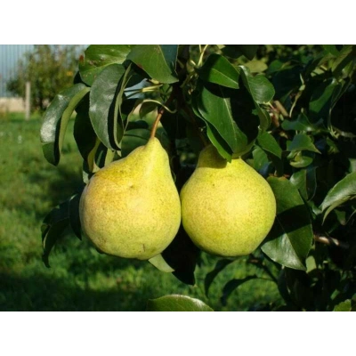 Grusza karłowa Pyrnus communis 'Lipcówka'