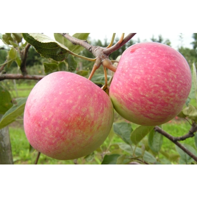 Jabłoń karłowa Malus domestica 'Cortland'