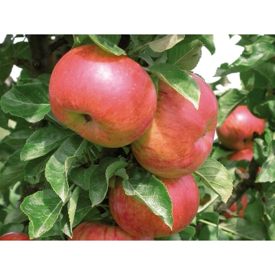 Jabłoń karłowa Malus domestica 'Fantazja'