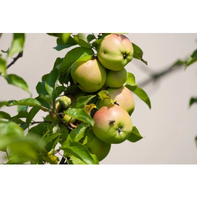 Jabłoń karłowa Malus domestica 'Grafsztynek'