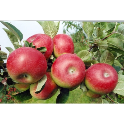 Jabłoń karłowa Malus domestica 'James Grive'