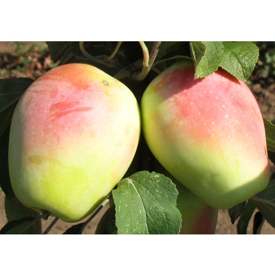 Jabłoń karłowa Malus domestica 'Idared'