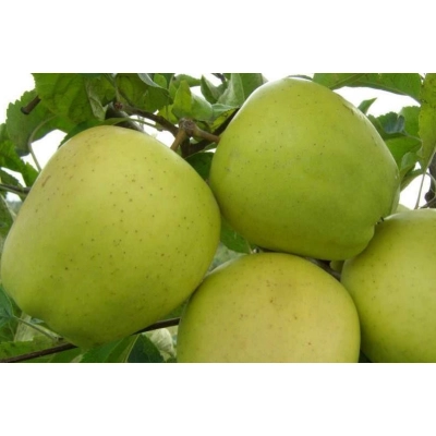 Jabłoń karłowa Malus domestica 'Kosztela'